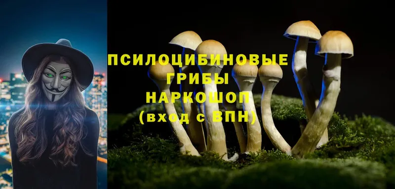 купить наркоту  Дигора  Галлюциногенные грибы Psilocybine cubensis 